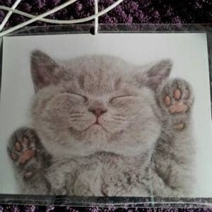 Quiet Kitty of Fractal Illumination - DNA Activation, Healing, and Re-calibration.